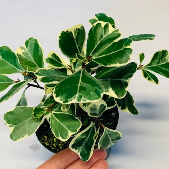 CÂY ĐA TAM PHÚC | Triangle Ficus