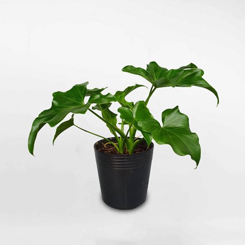 Trầu Bà Thanh Xuân 3