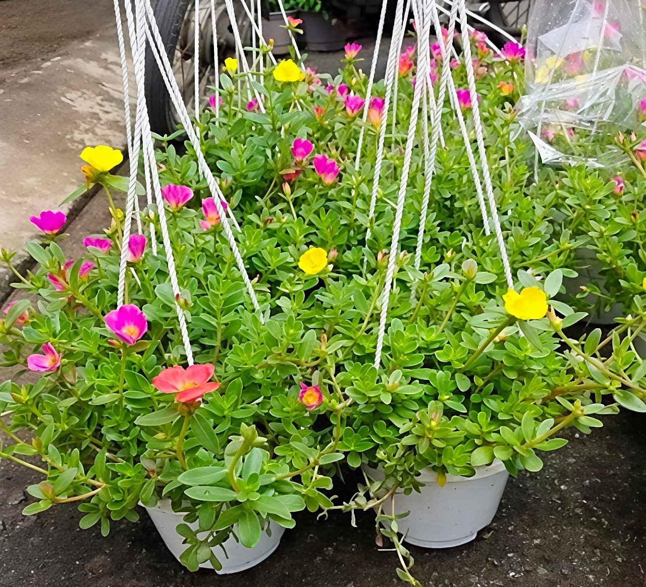 Cây Mười Giờ Sam - Vẻ Đẹp Rực Rỡ