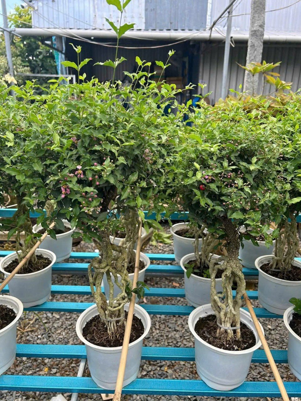 Cây Hồng Ngọc Mai Bonsai – Vẻ đẹp thanh tao