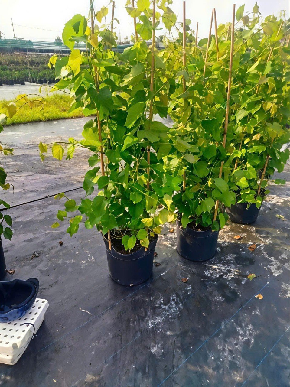 Cây Nho Kẹo Trưởng Thành Tại Tphcm