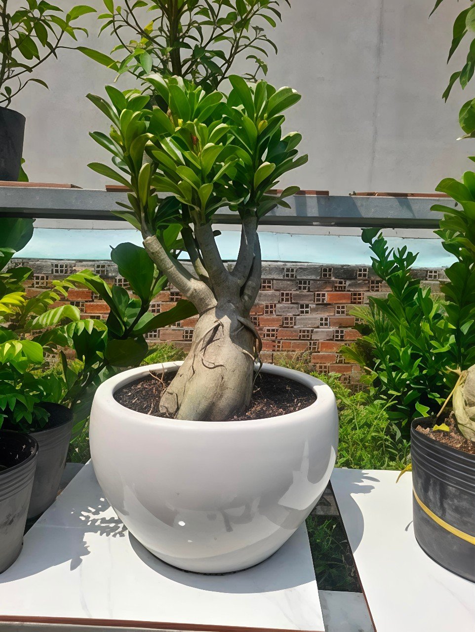 Chậu Men Sứ Trứng Tròn Trồng Cây Tại Tphcm