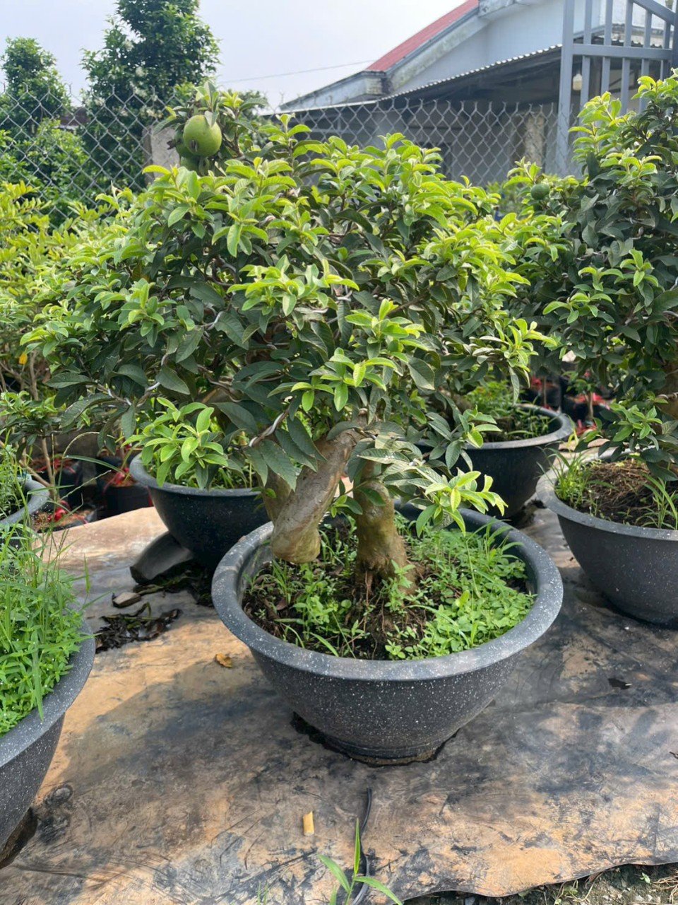 Cây Ổi Sẻ Bonsai Đang Nhiều Trái