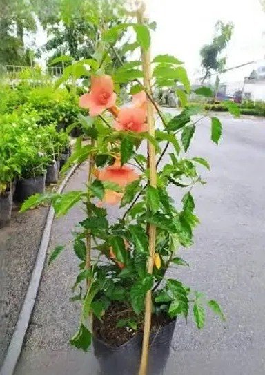 Cây Hoa Lan Tiêu Leo Ban Công
