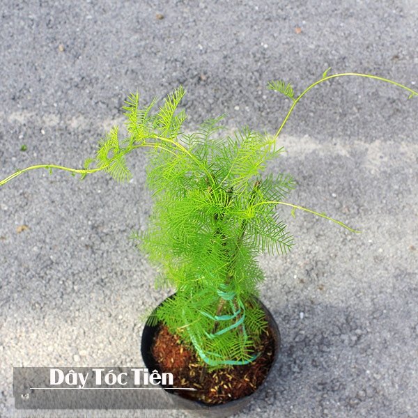 Cây Dây Leo Tóc Tiên Hoa Sao