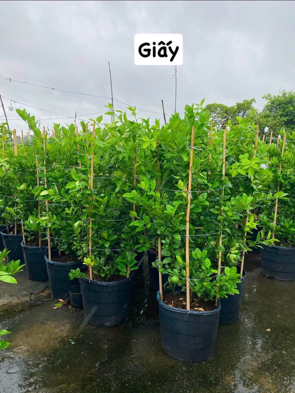 Cây Chanh Giấy Trưởng Thành Đang Trái Nhiều