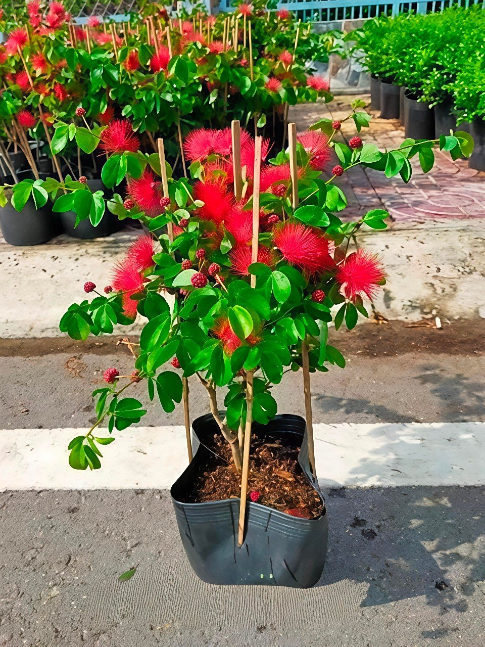 Cây Điệp Lào Đang Có Hoa Tại Tphcm