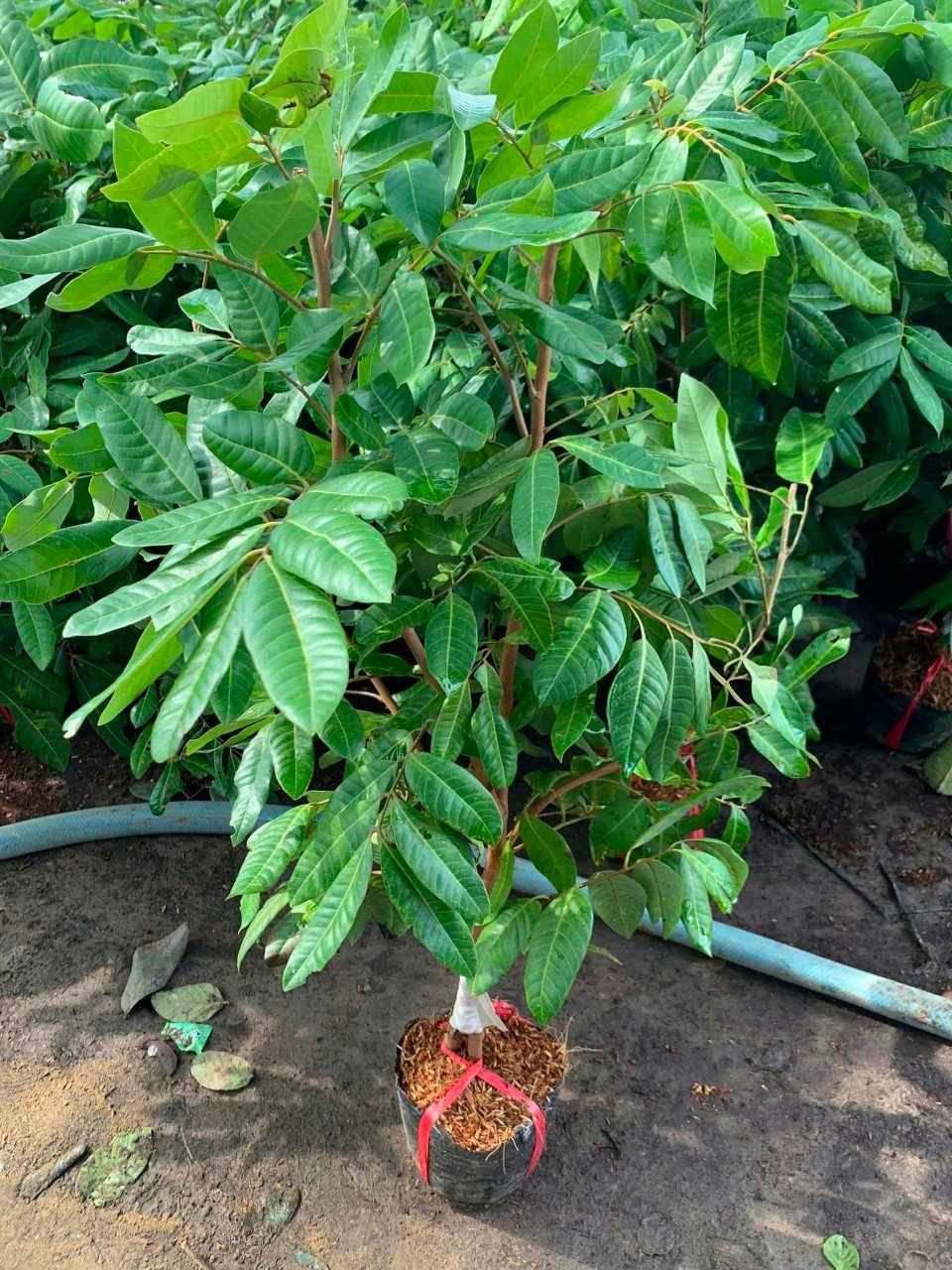 Cây Nhãn Long Phụng Châu Tại Tphcm