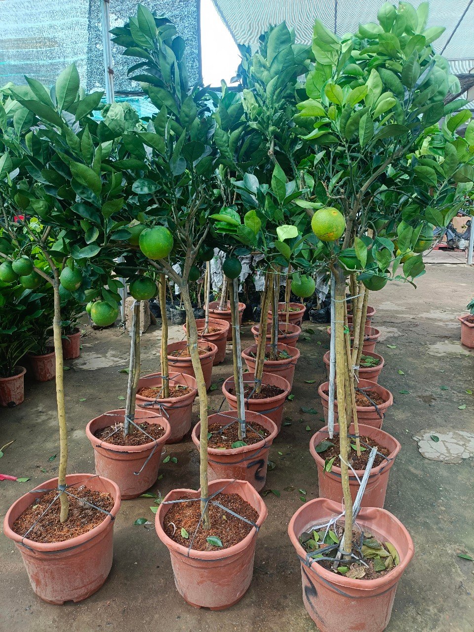 Cây Cam Xoàn Dáng Tree Trưởng Thành
