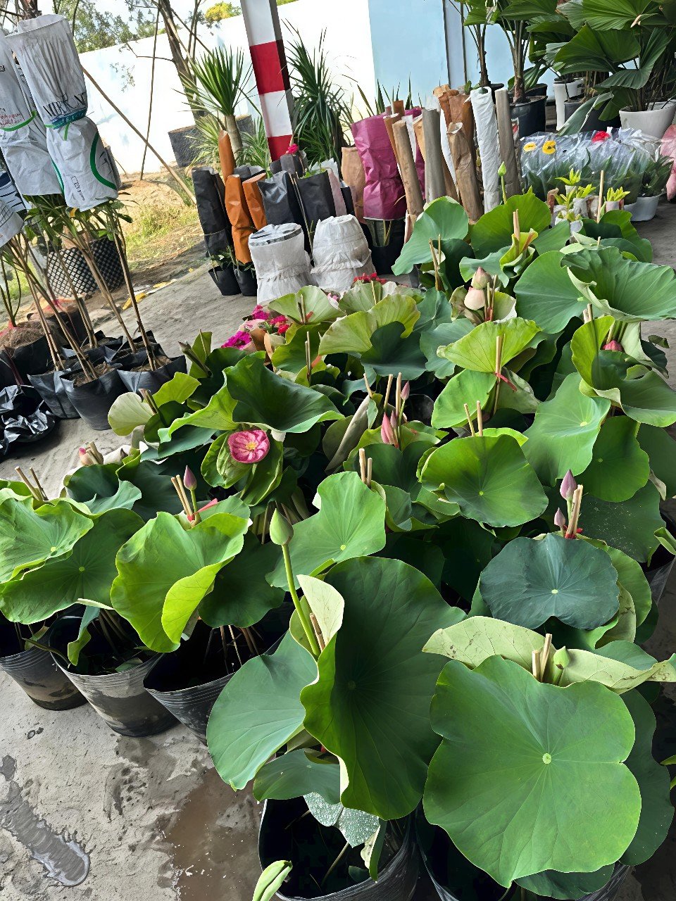 Cây Hoa Sen Thái Đỏ Tại Tphcm