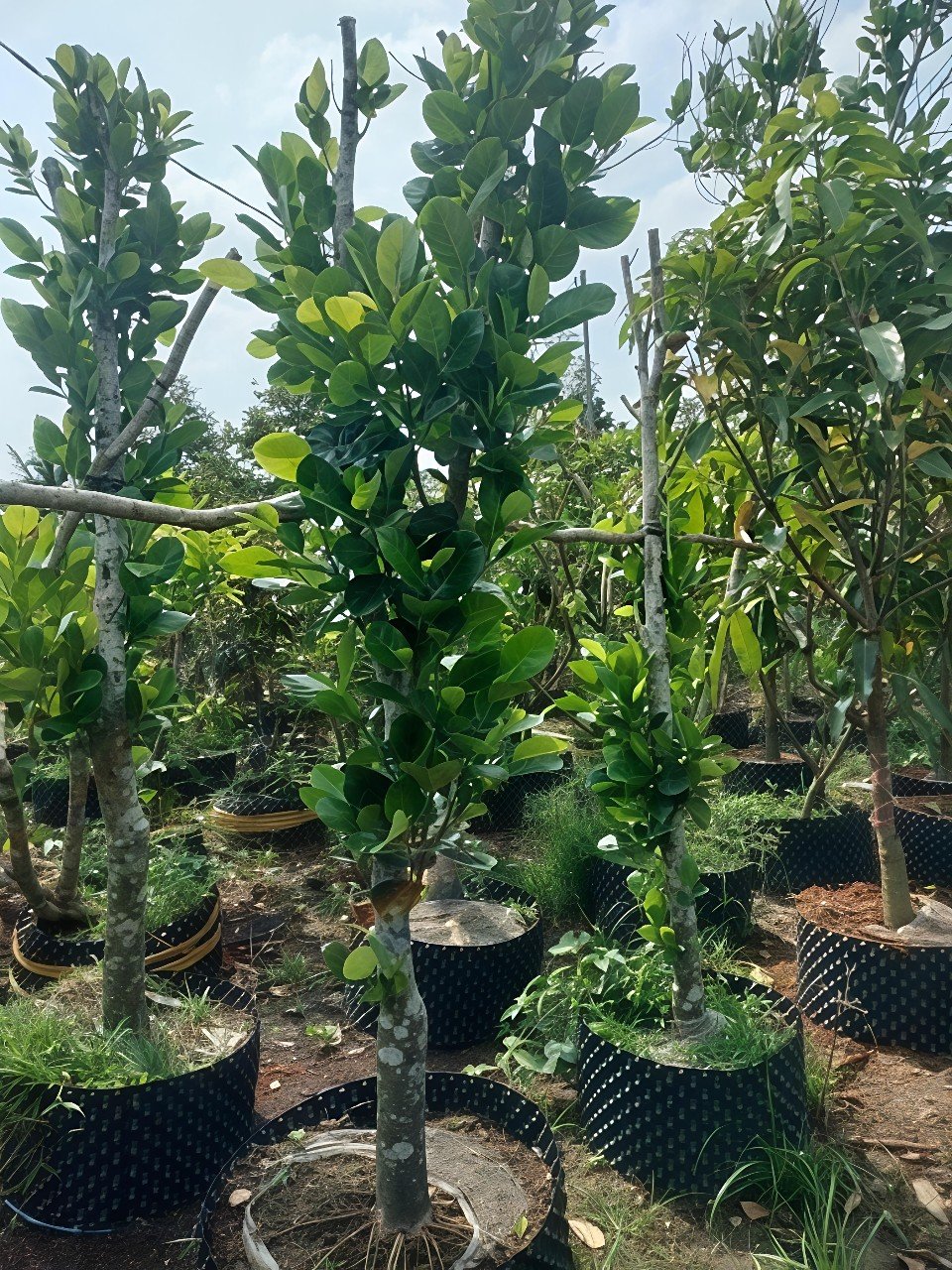 Cây Mít Thái Trồng Chậu - Hương Vị Ngon Ngọt
