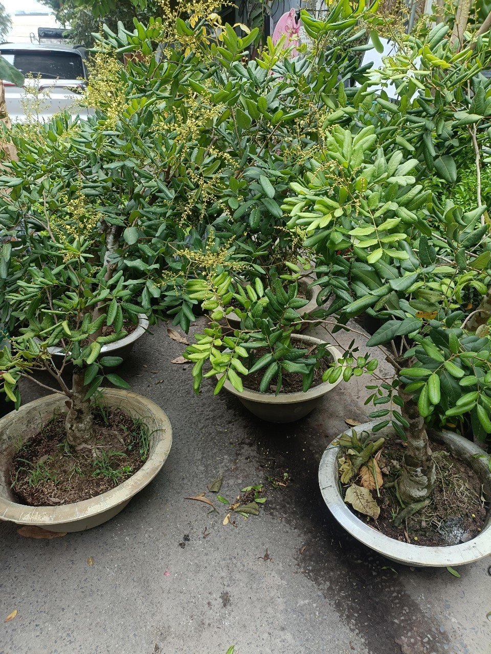 Cây Nhãn Xuồng Trưởng Thành Tại Tphcm