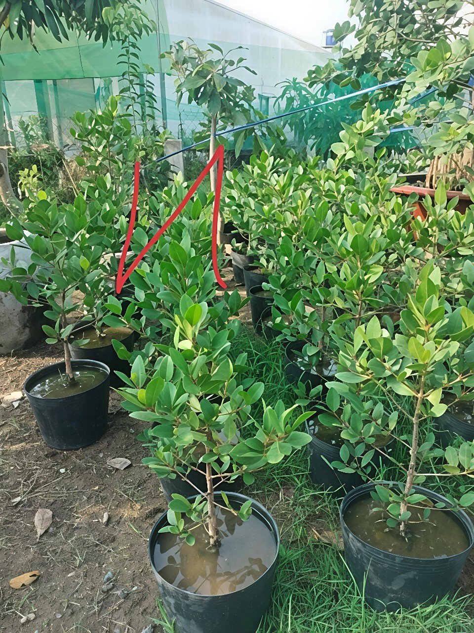Cây Bần Ổi - Hương Vị Độc Đáo