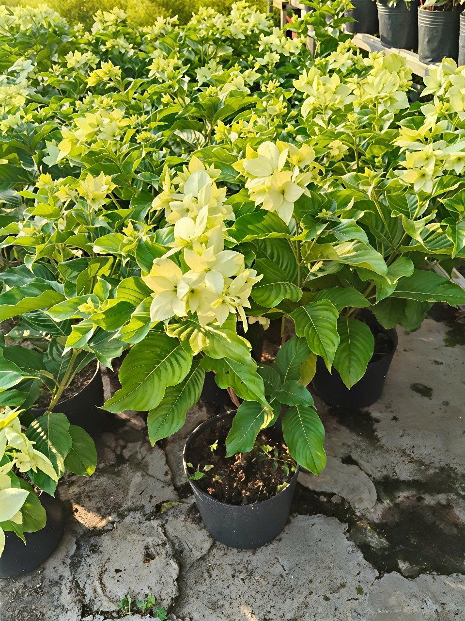 Cây Bướm Bạc - Khám Phá Vẻ Đẹp và Ý Nghĩa