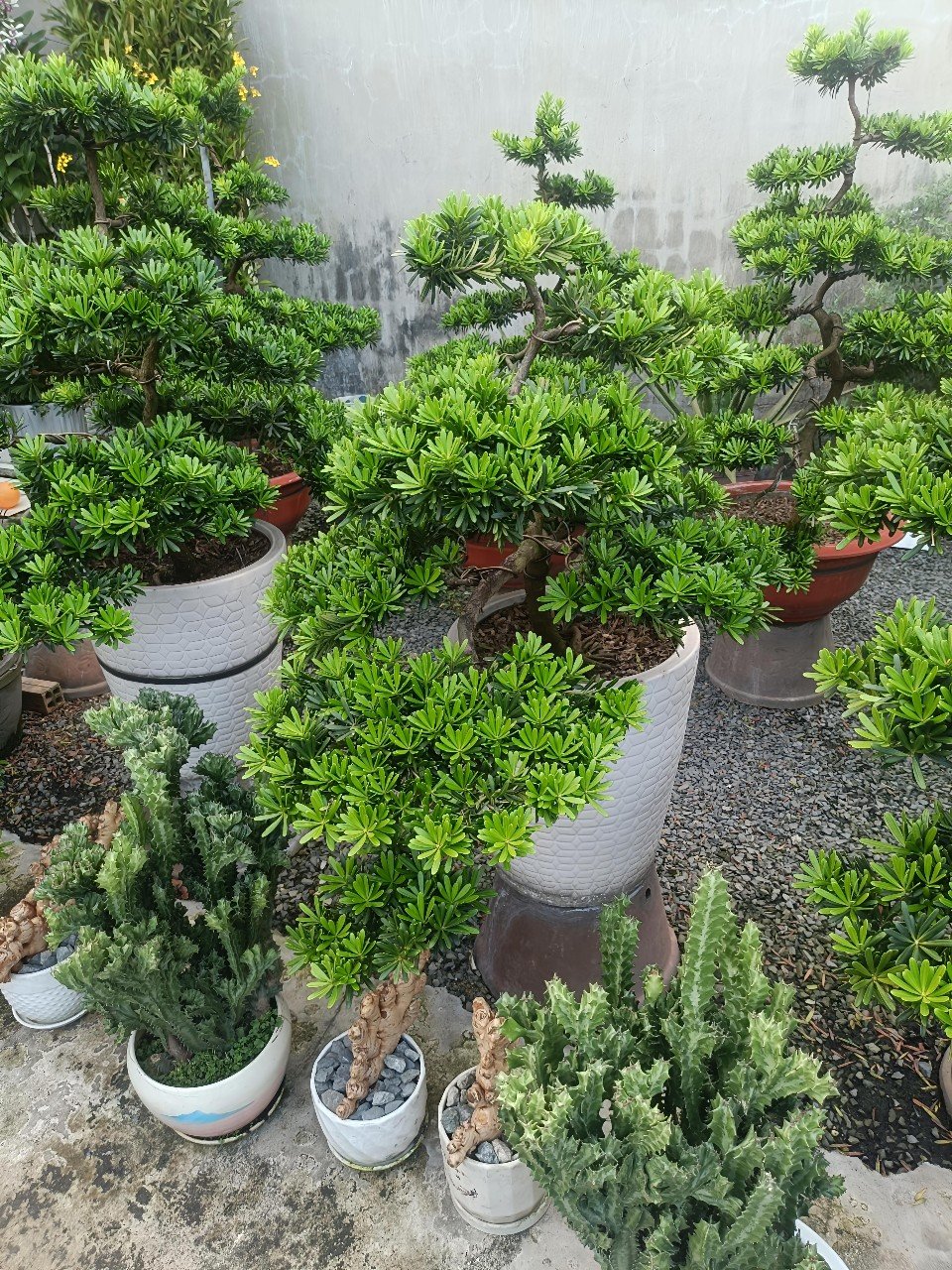 Cây Tùng Kim Cương Bonsai - Nghệ Thuật và Tâm Hồn