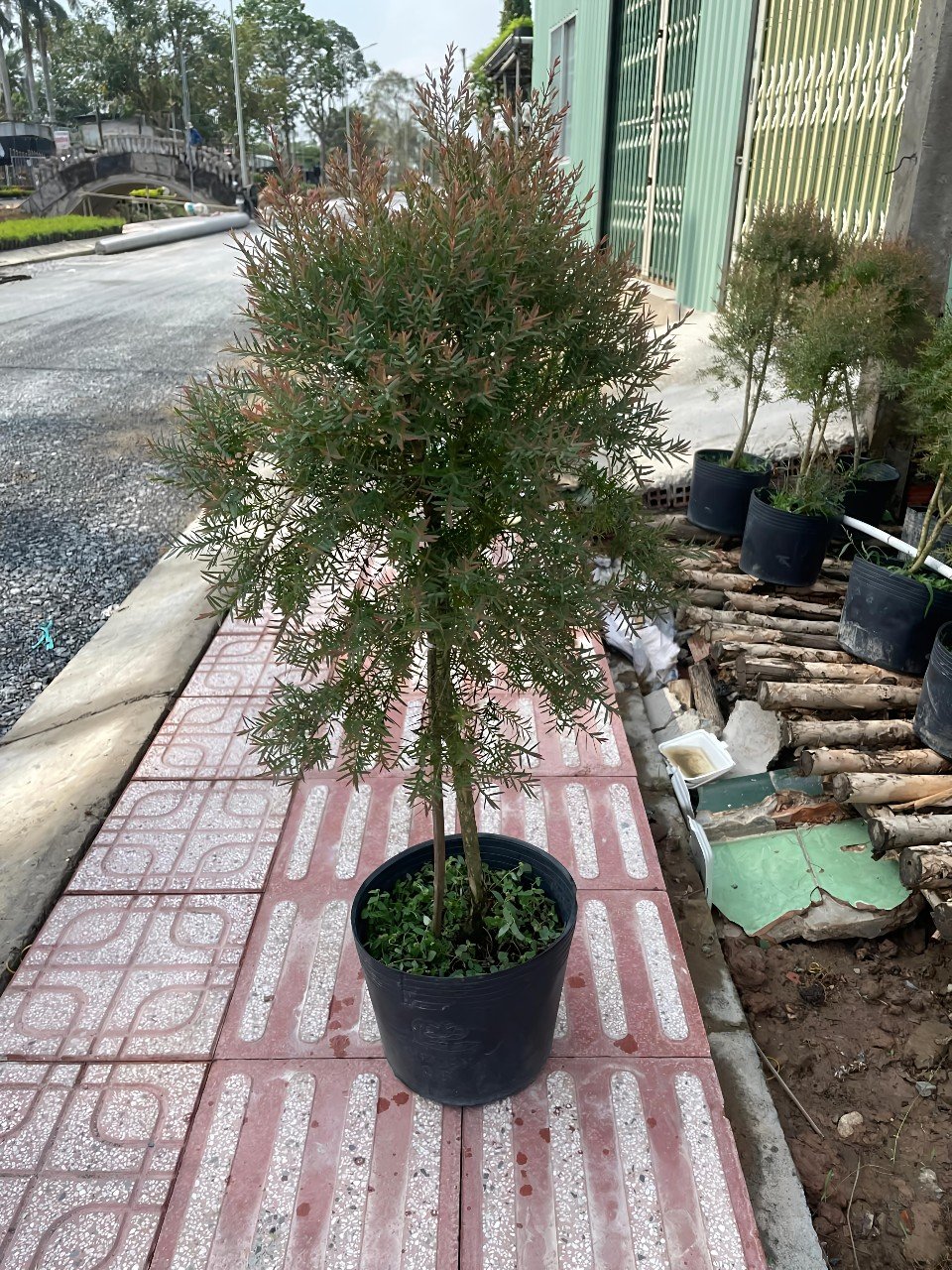 Cây Tùng Dạ Quang Dáng Tree Tại Hcm
