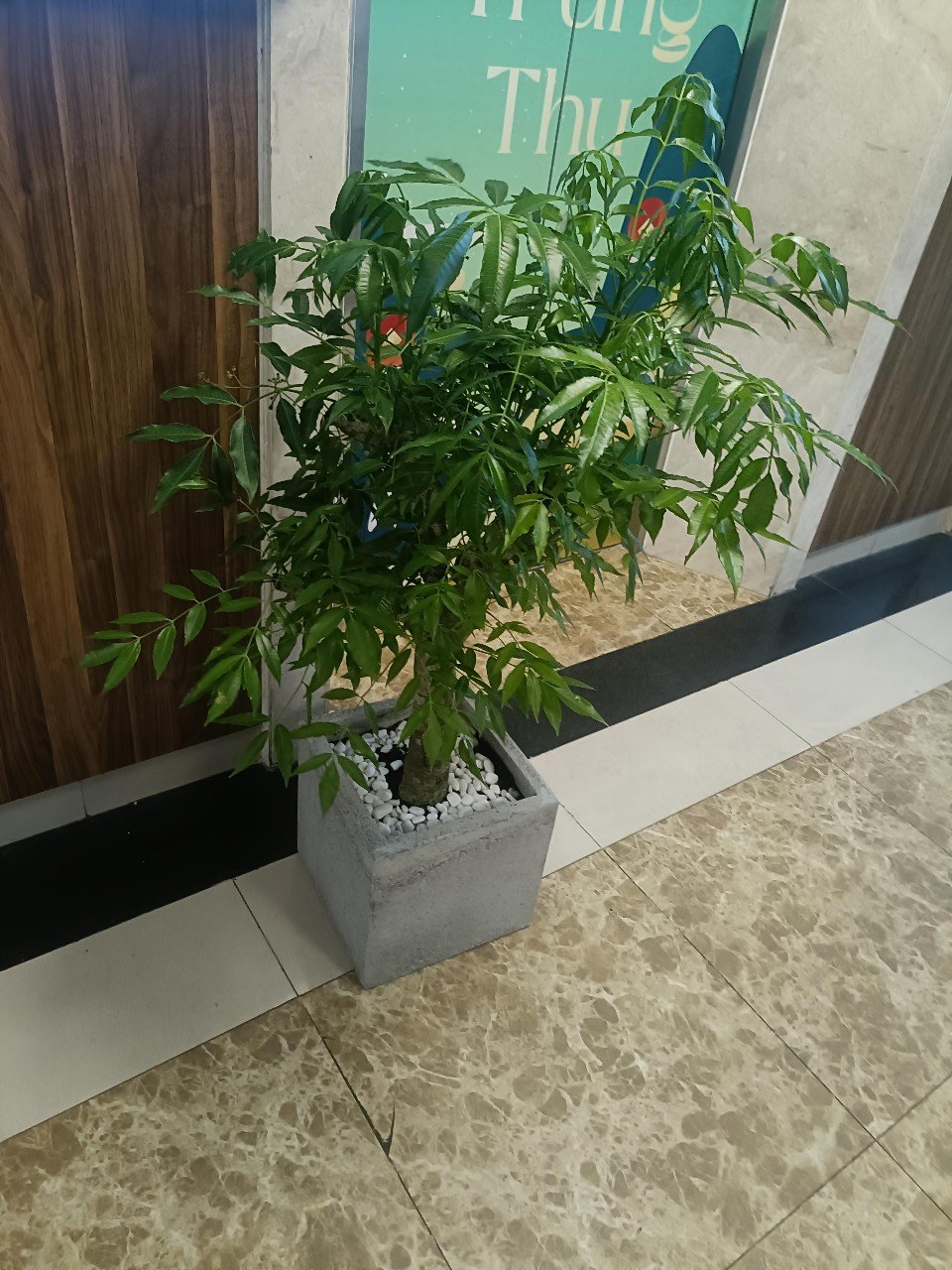 Cây Cóc Thái Trồng Chậu Cho Không Gian Nhỏ