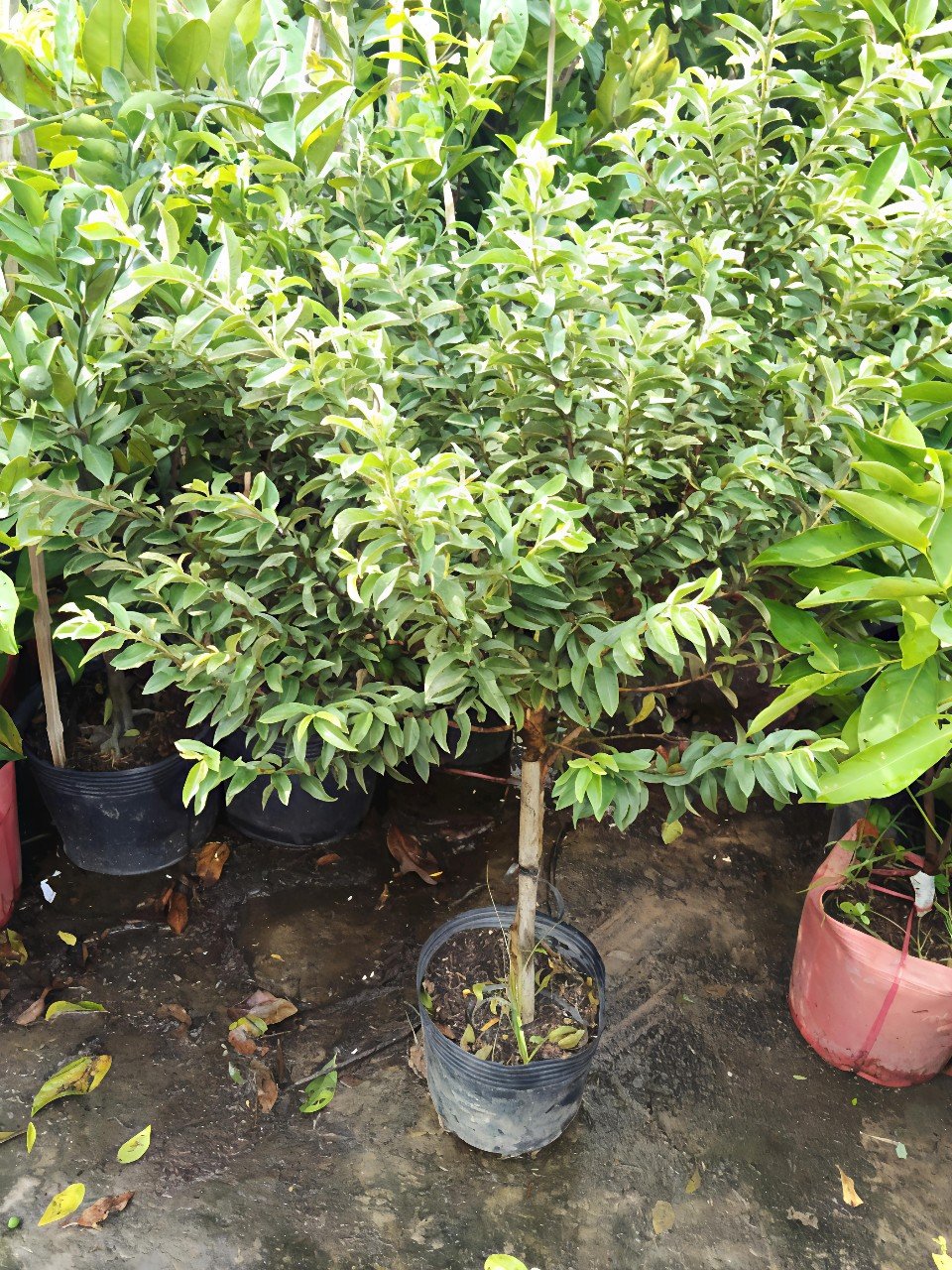 Cây Ổi Sẻ Dáng Tree Thoát Thân Tại Tphcm