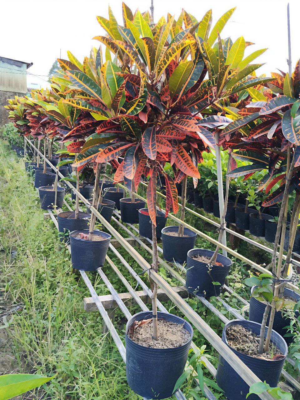 Cây Lá Màu Dáng Tree Giá Tốt Tại Tphcm
