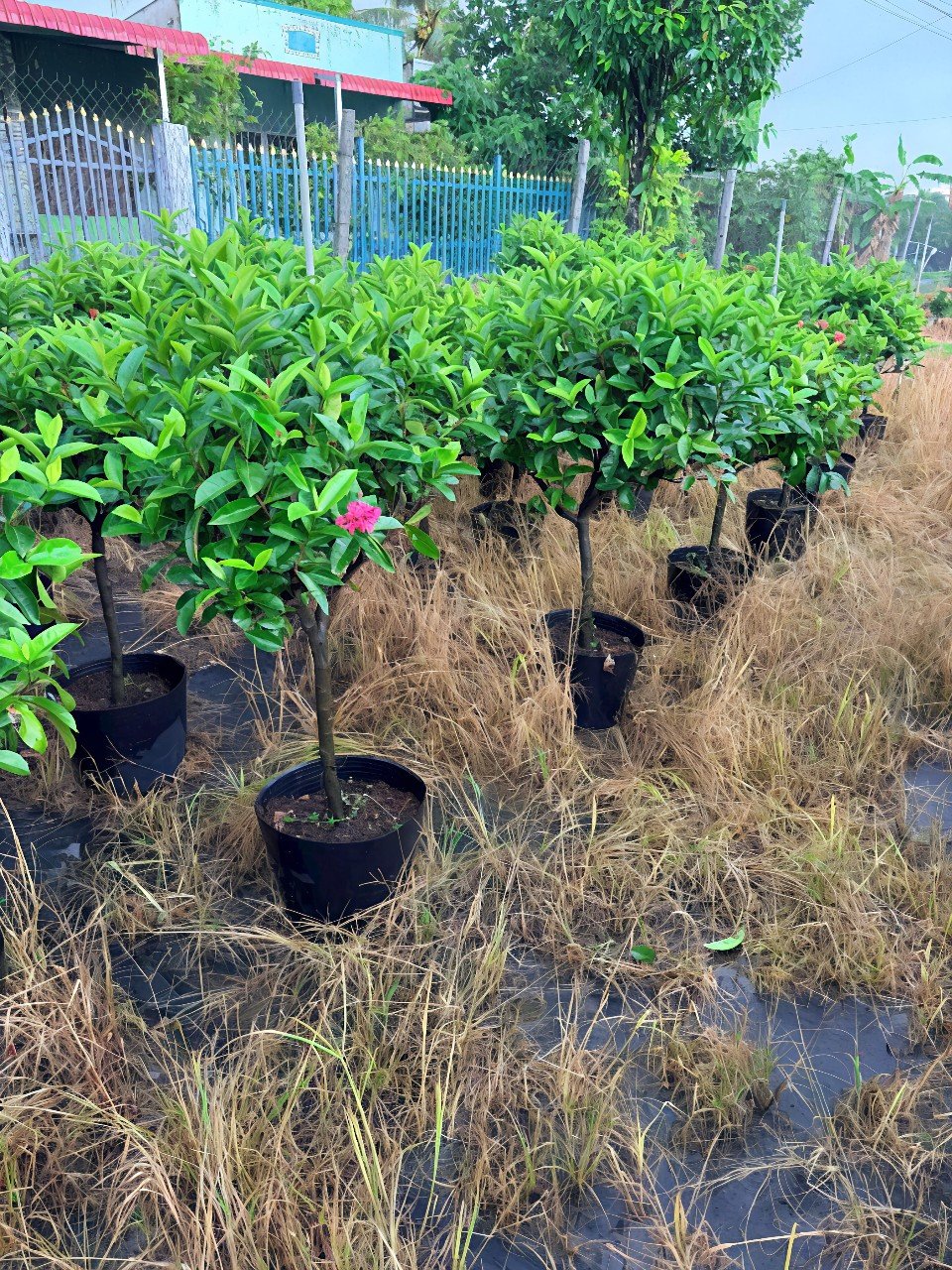 Cây Trang Mỹ Hồng Dáng Tree Tại Tphcm