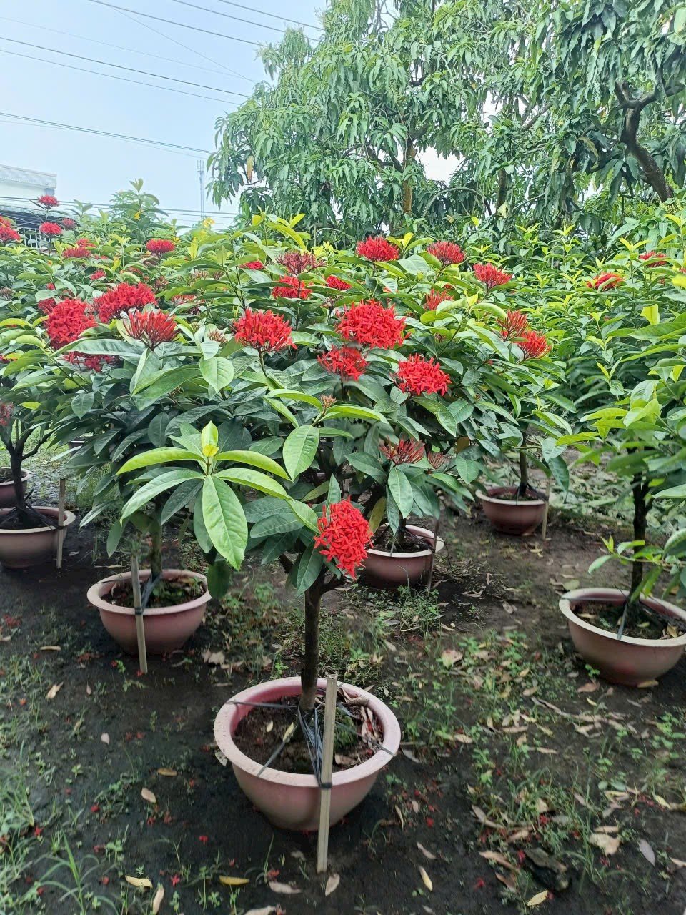 Cây Trang Mỹ Đỏ Dáng Tree - Vẻ đẹp cùng ý nghĩa