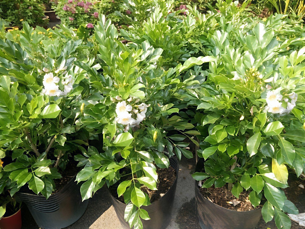 Cây Nguyệt Quế Thái Lá Lớn Hoa Trắng