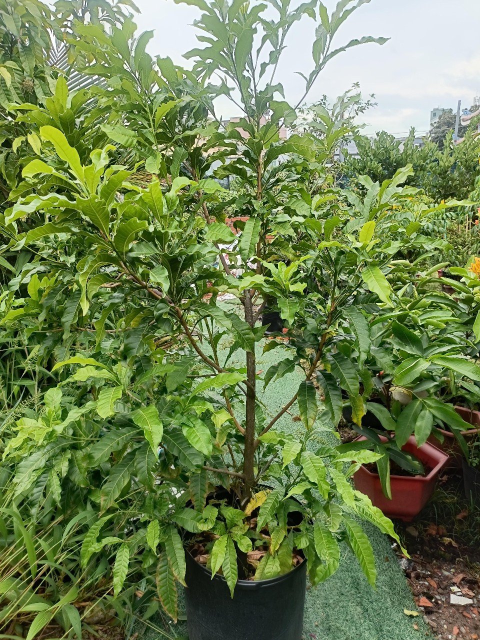 Cây Vú Sữa Hoàng Kim Trưởng Thành Trái Vàng
