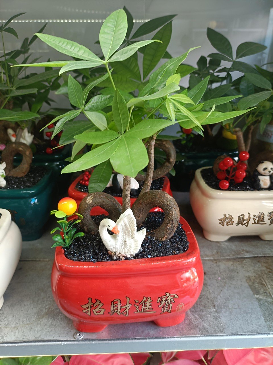 Cây Kim Ngân Bonsai Mini Làm Quà Tặng