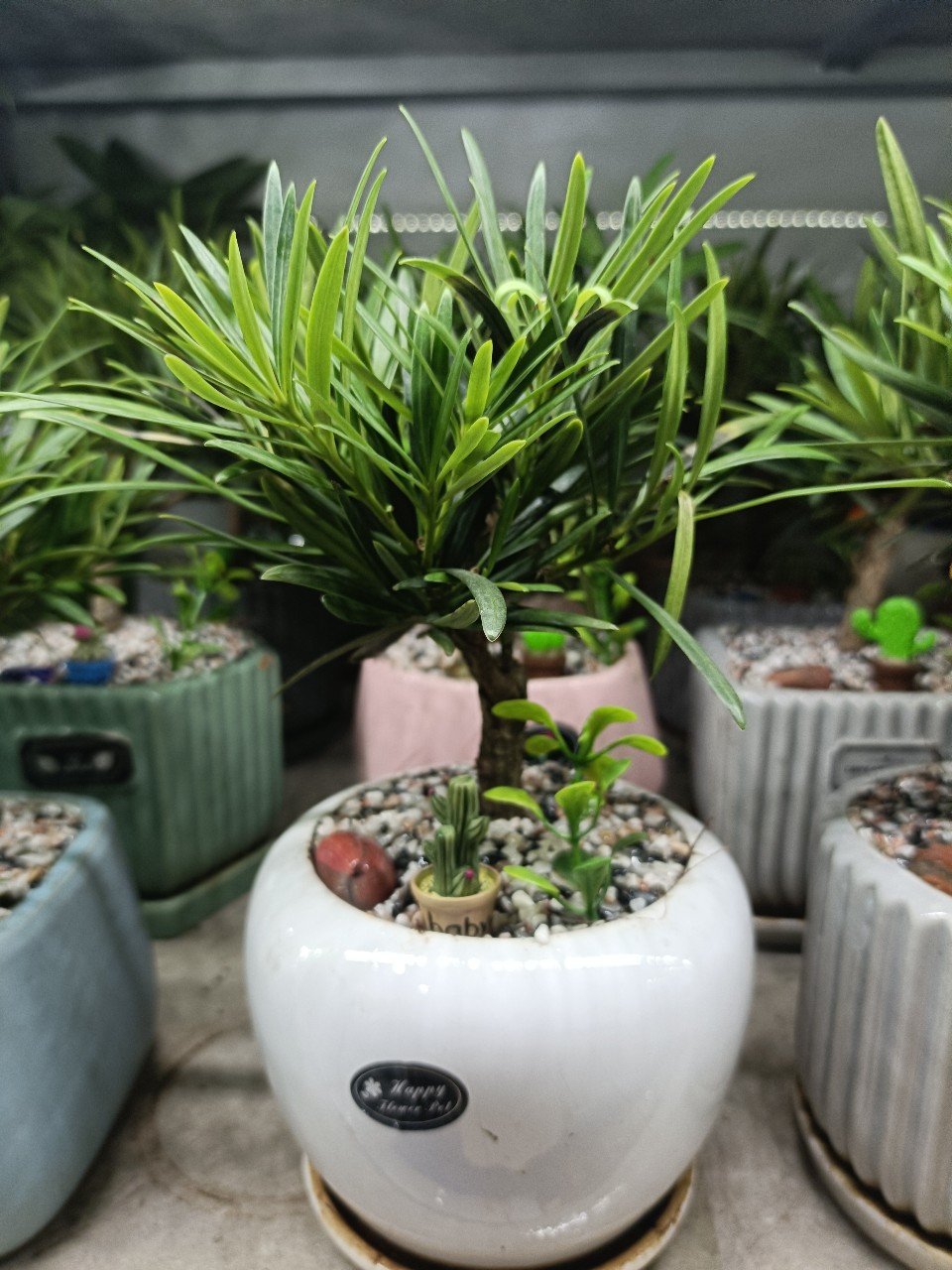 Cây Tùng Mini Tiểu Cảnh Trồng Chậu Đá