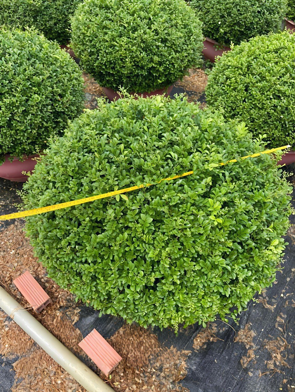 Cây Nguyệt Quế Thái Cool Tròn Trồng Sân Vườn