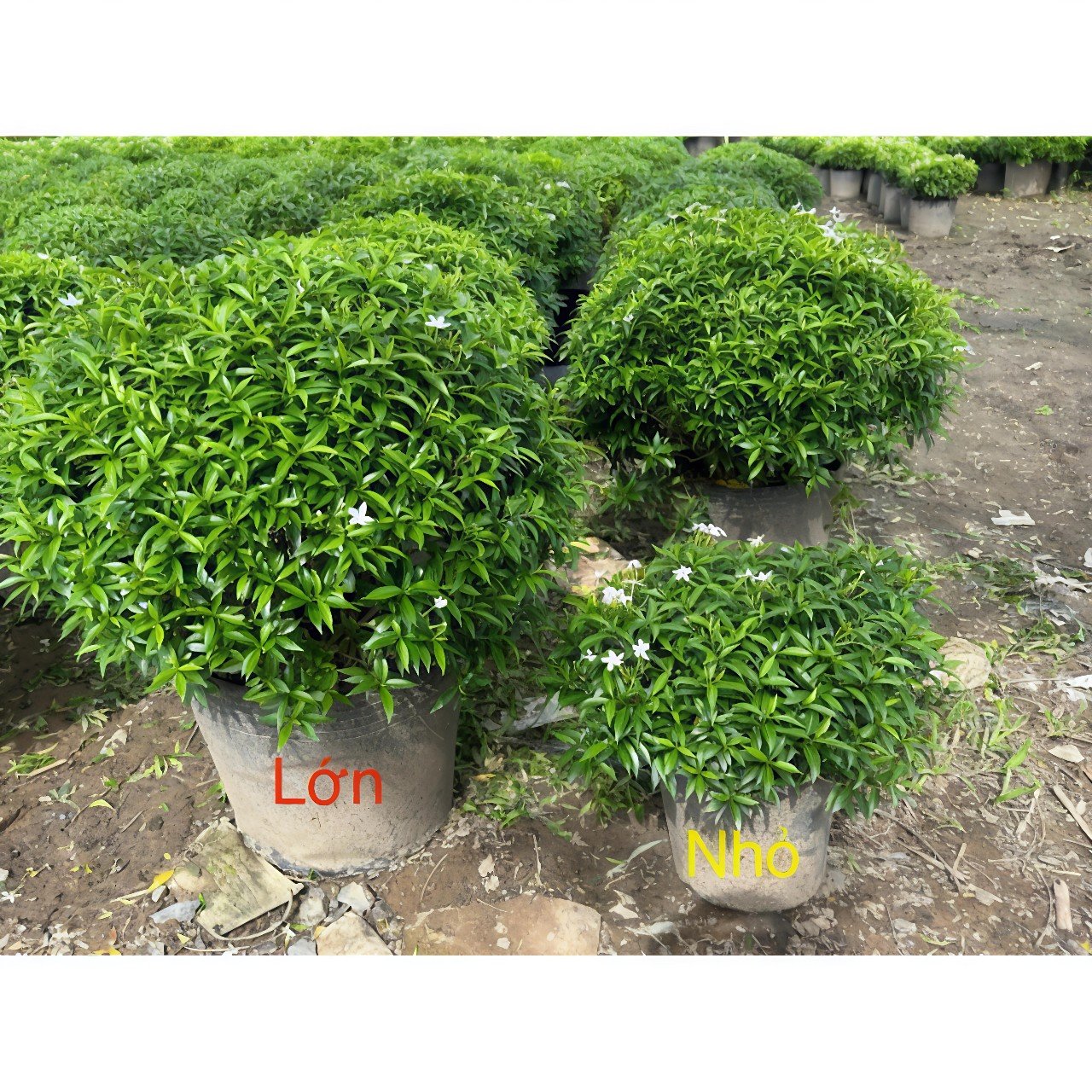 Cây Mai Vạn Phúc Cool Tròn Trồng Sân Vườn