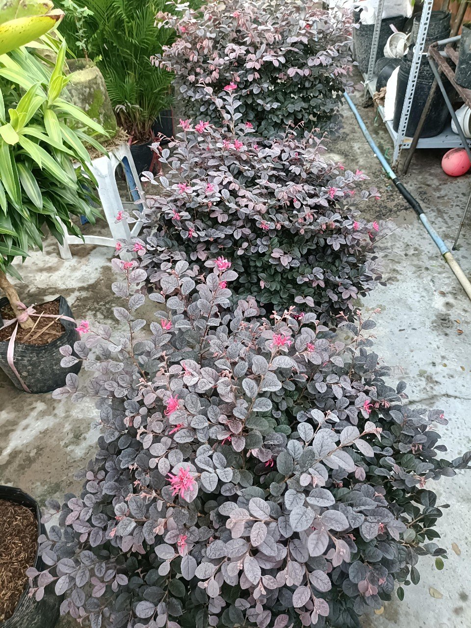 Cây Hồng Phụng Cool Tròn Tán 60cm