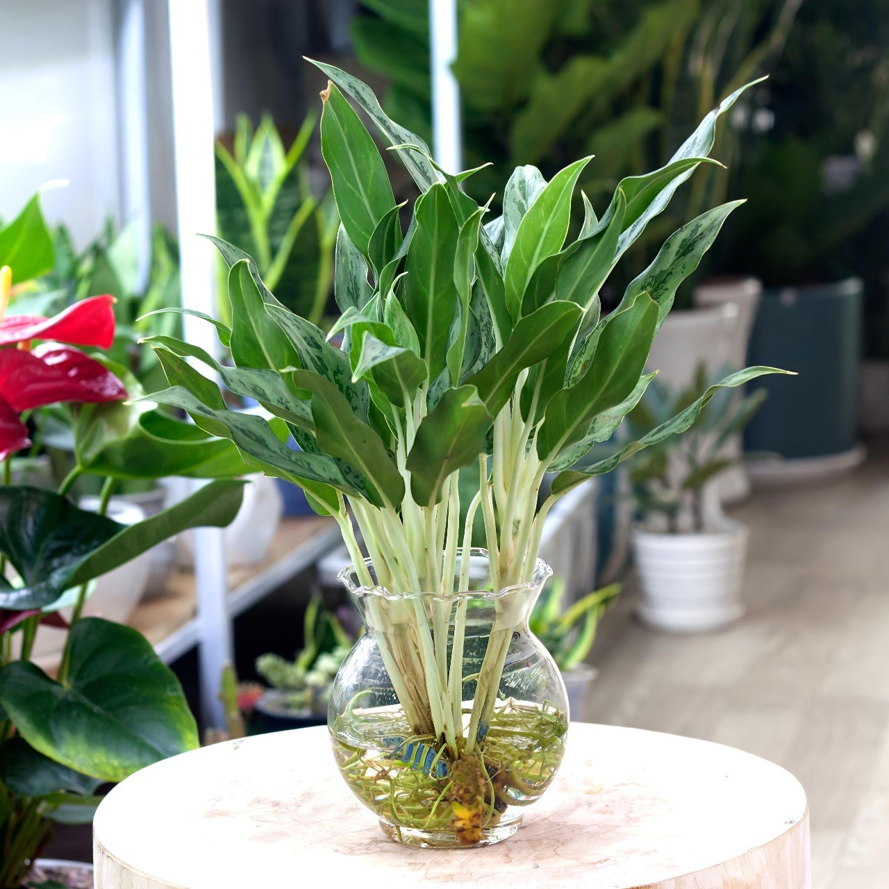 Cây Giữ Tiền Thái Thủy Sinh Để Bàn Văn Phòng