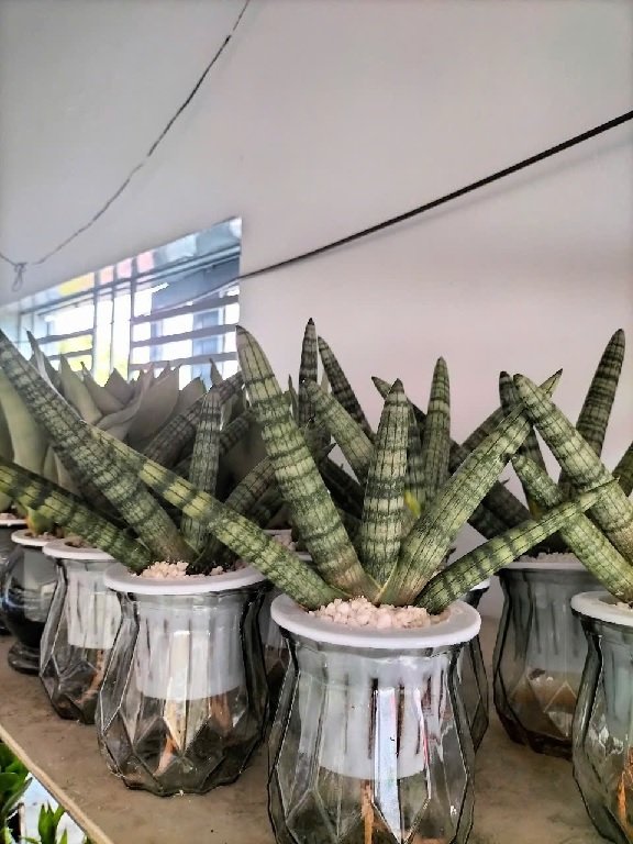 Cây Ngà Voi Thủy Sinh Để Bàn Văn Phòng