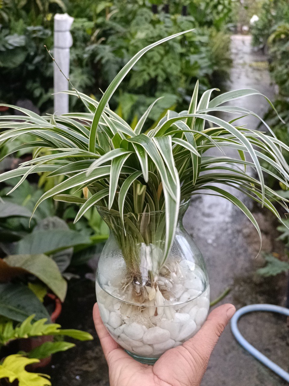 Cây Cỏ Lan Chi Thủy Sinh Để Bàn Tại Tphcm