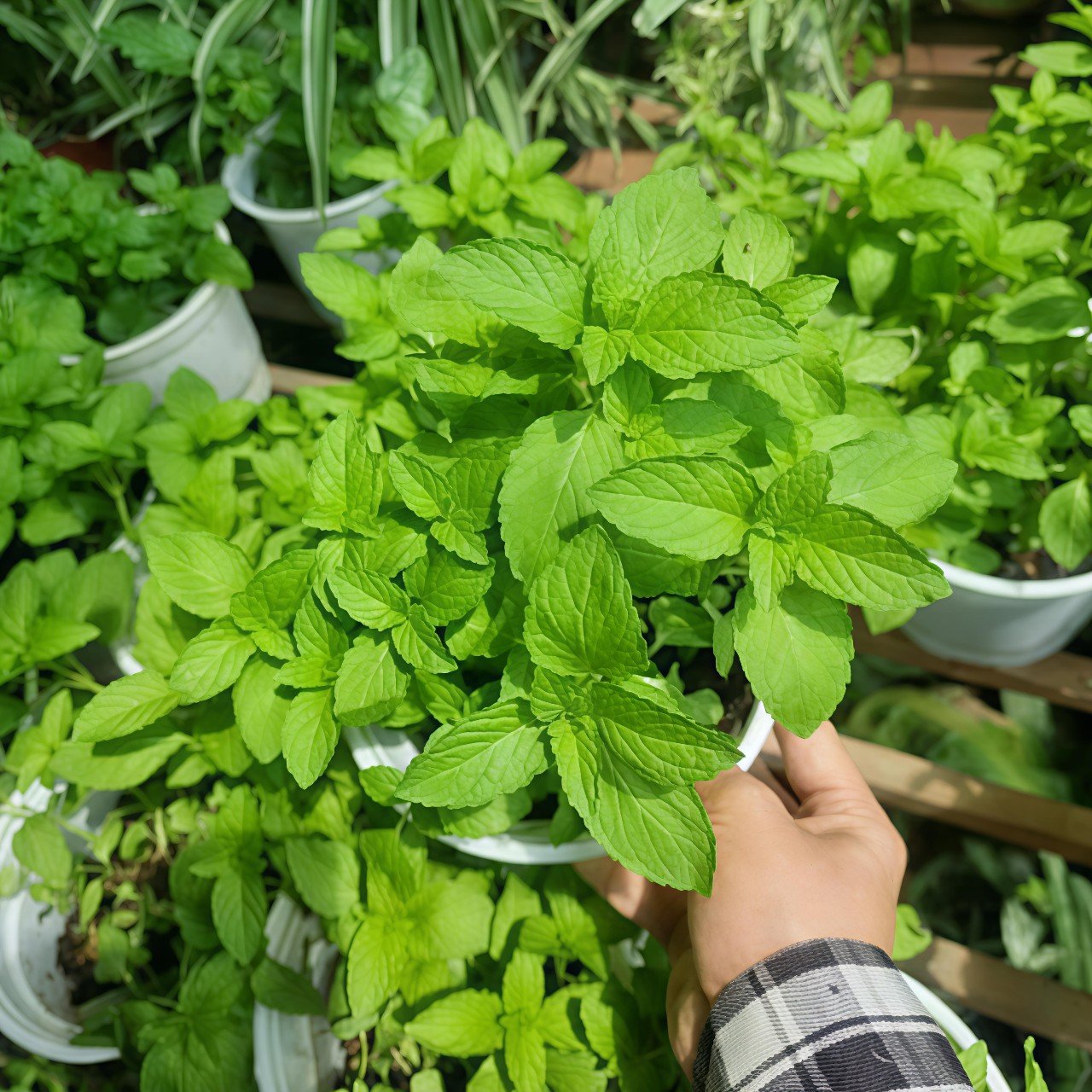 Cây Rau Bạc Hà Mint - Hương Vị Tươi mát