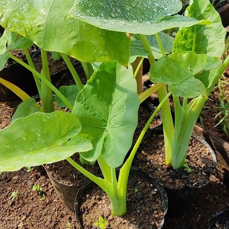 Cây Bạc Hà Nấu Canh Chua Giống