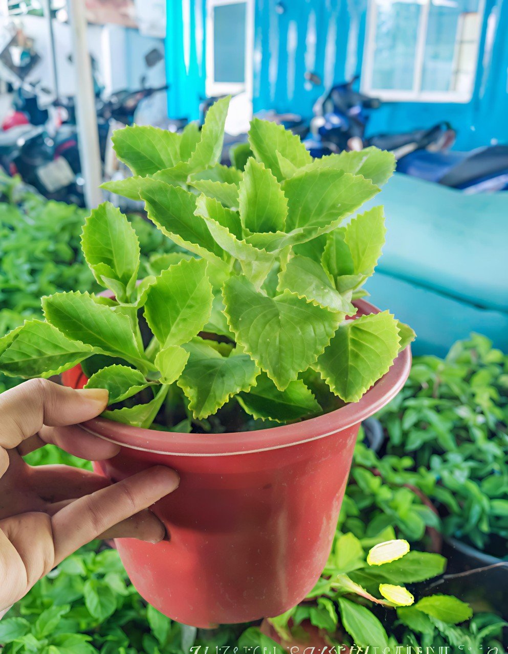 Cây Tần Dày Lá Trị Ho Cho Trẻ Em