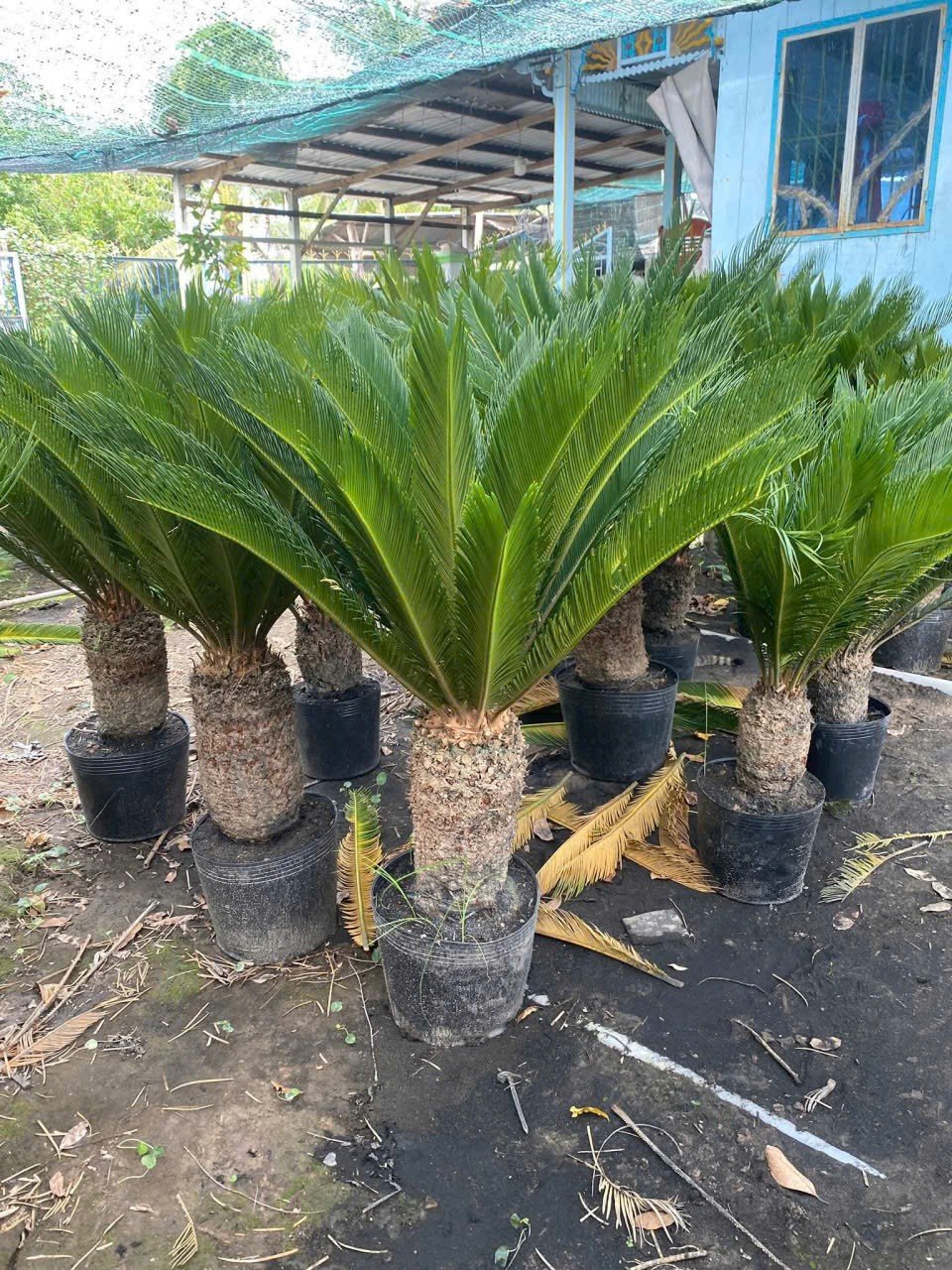 Cây Thiên Tuế - Vẻ Đẹp Sang Trọng