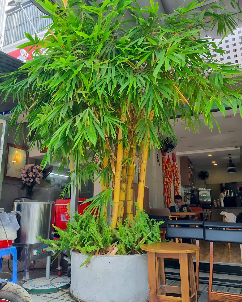 Cây Tre Vàng - Biểu Tượng Văn Hóa Việt
