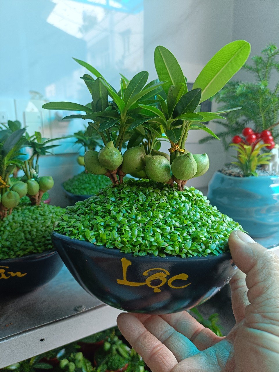 Cây May Mắn Để Bàn Làm Việc Văn Phòng