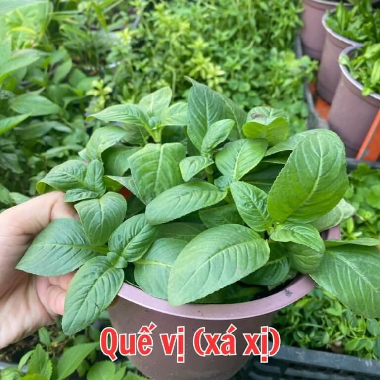 Cây Rau Quế Thơm Trồng Chậu Tại tphcm