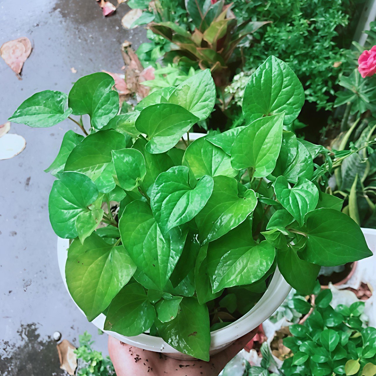 Cây Rau Diếp Cá-Vẻ Đẹp Của Ẩm Thực Việt