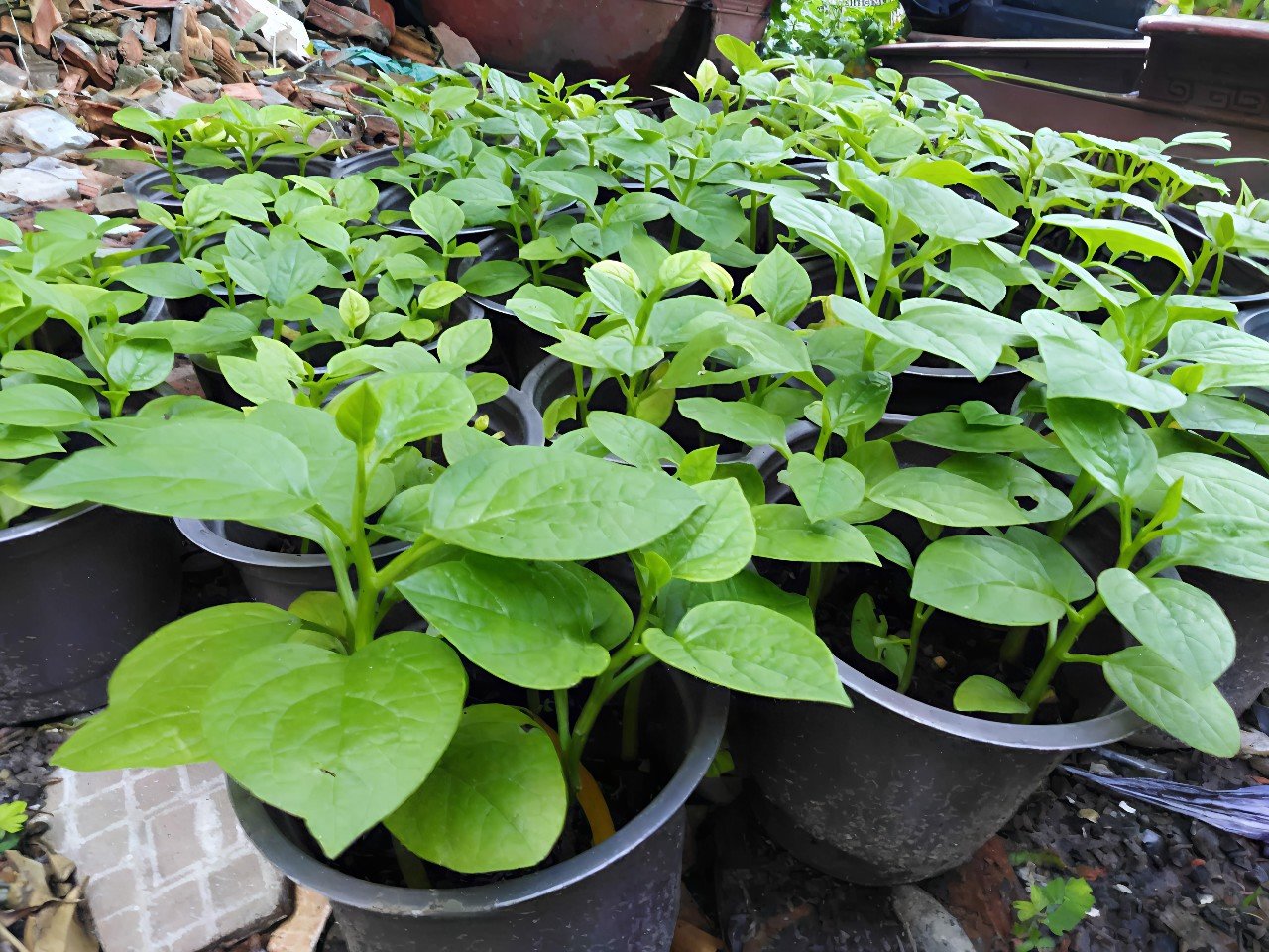 Cây Mồng Tơi Giống Tại Tphcm