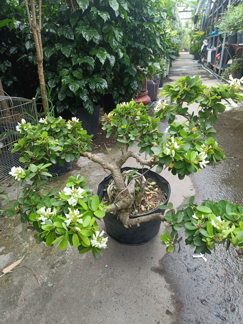 Cây Linh Sam Hoa Trắng Tại Vườn Tphcm