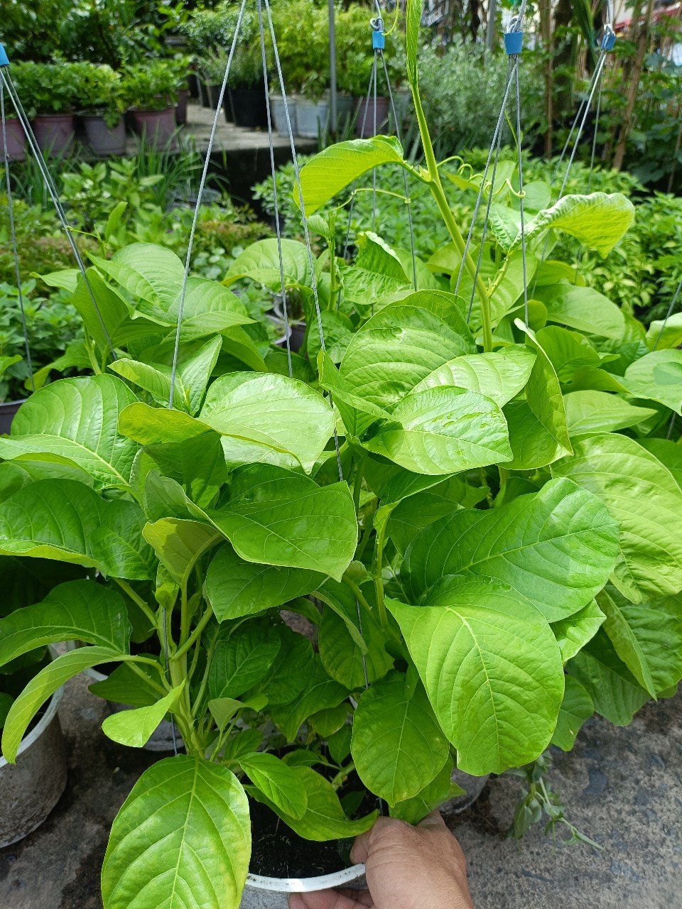 Cây Dưa Tây Giống - Chi Tiết Để Trồng Thành Công