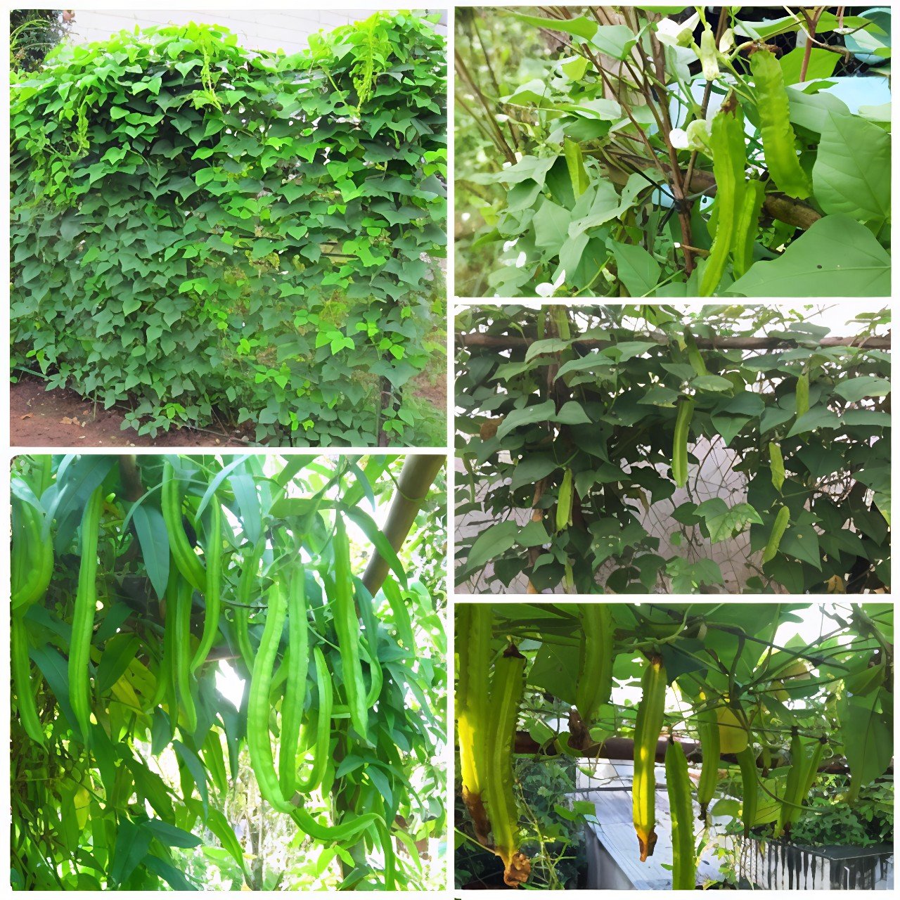Cây Đậu Rồng Giống Tại Tphcm