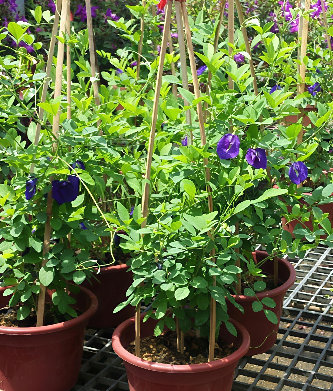 Cây Đậu Biếc Hoa Tím Tại Tphcm