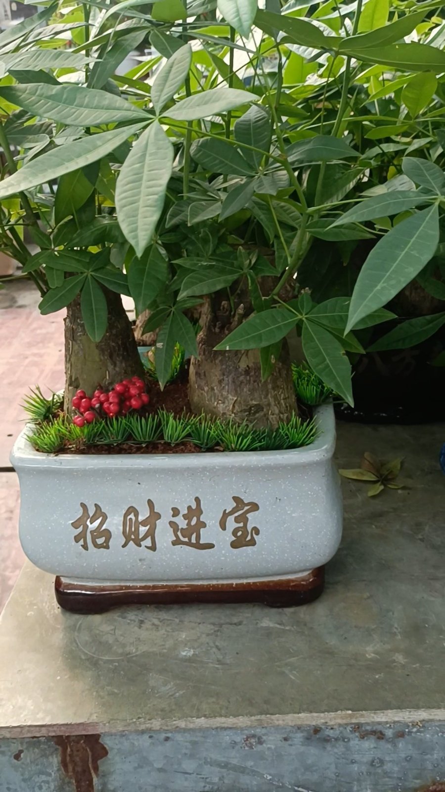 Cây Kim Ngân Để Bàn Làm Quà Tặng ý Nghĩa