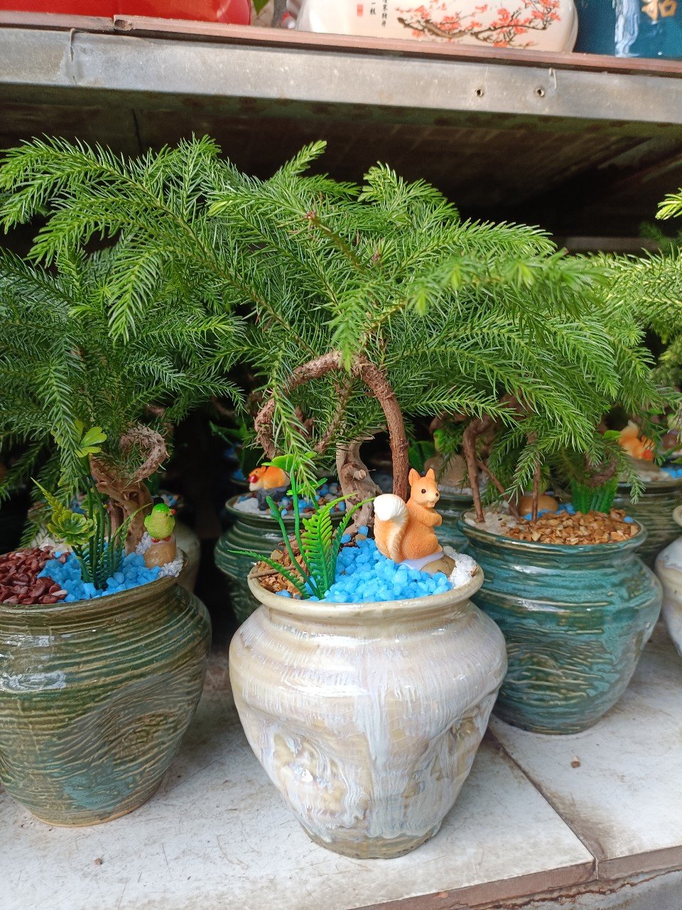 Cây Tùng Bonsai Mini Để Bàn Tphcm